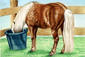 Pony, Equine Art - Head in the Bucket